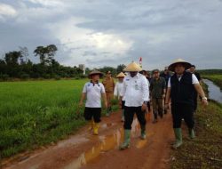 Panen Perdana Padi, Pj Bupati Haris Bangga dengan Kelompok Tani di Banyuasin