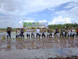 Tingkatkan Produksi Sawah di Babel, Perlu Optimalisasi Lahan