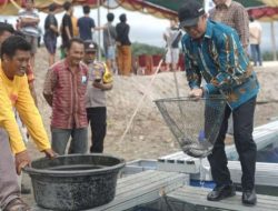 Algapry Panen Ikan Lele 500 Kg Tebar Benih Ikan Nila Di Desa Trubus