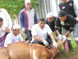 Hari Raya Idul Adha 1445 H, Plh Pj Gubernur Babel Sembelih Hewan Kurban