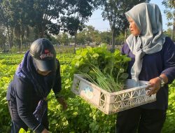 Hasil Panen Kebun PKK Cikar, Ludes Diserbu Warga