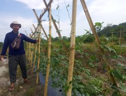 Kembangkan Lahan Bekas Tambang Jadi Kawasan Agroforestri, PT Timah Bersama Kelompok Tani Pemuda Harapan Desa Belo Laut Tanam Pohon Buah-buahan