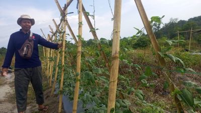 Kembangkan Lahan Bekas Tambang Jadi Kawasan Agroforestri, PT Timah Bersama Kelompok Tani Pemuda Harapan Desa Belo Laut Tanam Pohon Buah-buahan