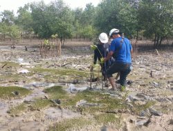 Cegah Abrasi, PT Timah Kembali Tanam 2500 Pohon Mangrove di Pantai Gemuruh