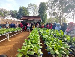 PT Timah Lakukan Beragam Insiatif Program untuk Mendukung Ketahanan dan Pengembangan Pertanian di Lingkar Tambang