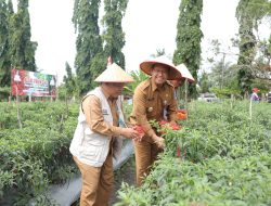 Panen Raya Padi dan Cabai, Pj Gubernur Sugito Apresiasi Petani Desa Rias