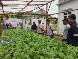 Memberdayakan Kelompok Perempuan Pesisir untuk Mendukung Ketahanan Pangan, PT Timah Gandeng Kelompok Lanjut Bestari Tanam Sayuran