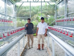 Dukung Ketahanan Pangan, PT Timah Serahkan Bantuan Usaha Budidaya Ayam Petelur di Bangka Barat