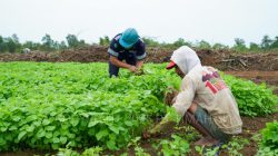 Farm Estate Tanjung Ular PT Timah, Manfaatkan Lahan Untuk Dukung Asta Cita