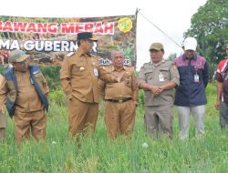 Panen Bawang di Mesu Timur Bukti Hortikultura Potensi Besar di Kep. Babel