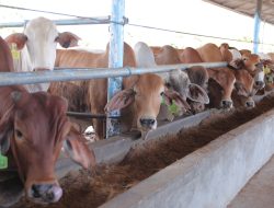 Stok Daging di Babel Menjelang Puasa dan Lebaran Aman