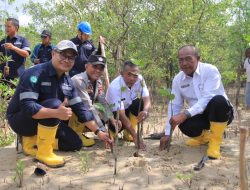 Langkah Berkelanjutan PT Timah Dalam Melestarikan Lingkungan, Tanam 2500 Bibit Mangrove di Karimun