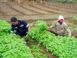 Inisiatif PT Timah Dalam Mendukung Sektor Pertanian, Mendukung Program Ketahanan Pangan