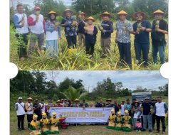 Kolaborasi PT Timah dan Kelompok Tani Air Jelutung Desa Badau Sulap Lahan Bekas Tambang Jadi Kebun Nanas
