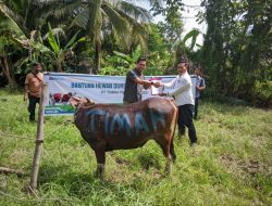 PT Timah Distribusikan Hewan Kurban ke Pulau dan Desa Terpencil, Berbagi Kebahagiaan dengan Masyarakat di Kabupaten Kepulauan Meranti