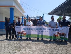 Idul Adha Penuh Makna, PT Timah Bagikan Hewan Kurban untuk Masyarakat Bangka Barat