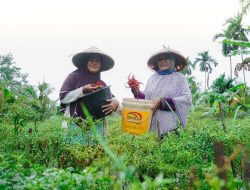 Dari Desa untuk Bangsa, PT Timah Dukung Kemandirian Ekonomi Masyarakat Lewat Pemberdayaan Potensi Lokal