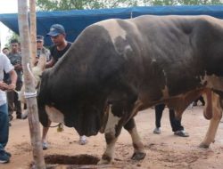 Pemkab Bateng Salurkan Sapi Kurban Presiden RI, Ratusan KK Terima Daging di Sungaiselan