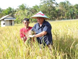 Dusun Air Asam Panen Raya, Gubernur Optimis Babel Wujudkan Swasembada Pangan