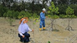 Puluhan Ribu Mangrove Ditanam Sepanjang 2025, PT TIMAH Dukung Target Net Zero Emissions 2060